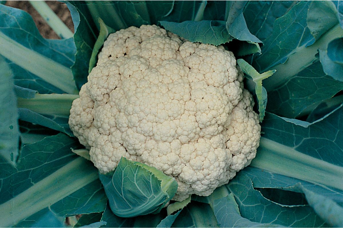 Snow Crown – Cauliflower Seed
